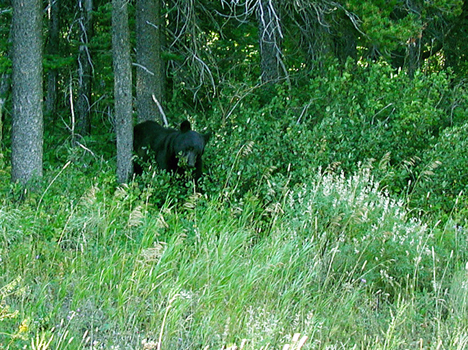 P8200025 copy