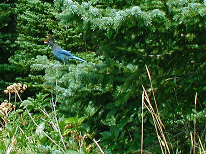 P8220005 copy