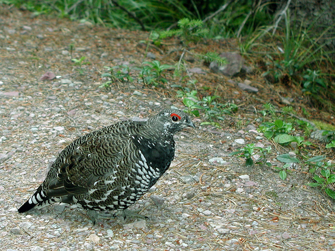 P8220020 copy