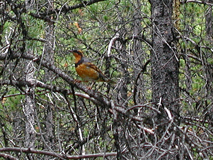 P8230011 copy