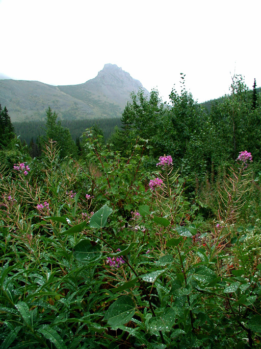 P8240001 copy